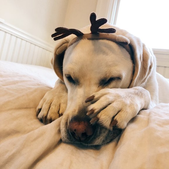 Meet your Posher, Galen - Picture 1 of 1